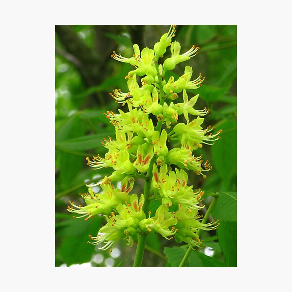 Item preview, Ohio Buckeye Tree Bloom designed and sold by CynLynn.