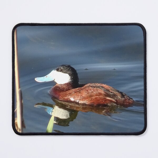 Item preview, Blue-billed duck designed and sold by Rorymacve.