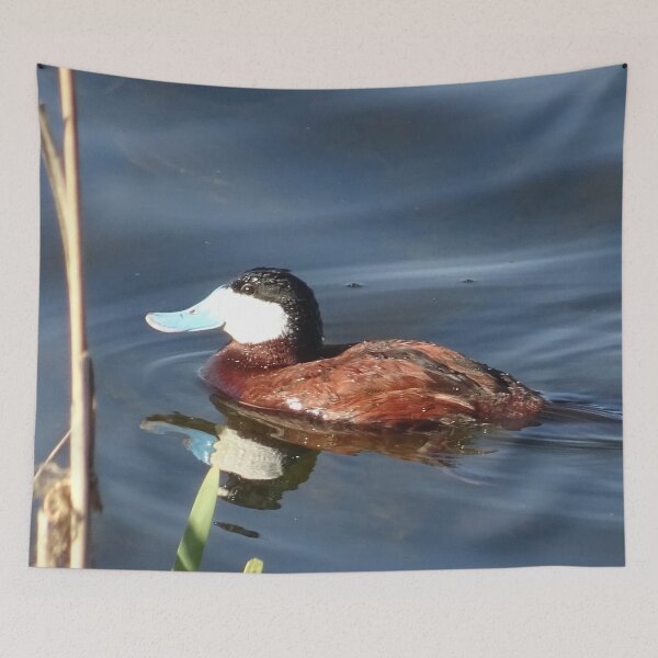 Item preview, Blue-billed duck designed and sold by Rorymacve.