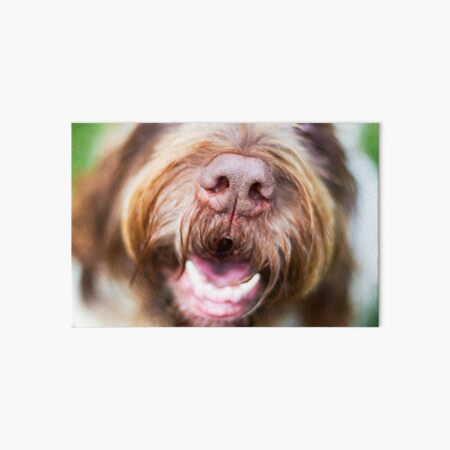 Brown Roan Italian Spinone Dog Laughing Art Board Print