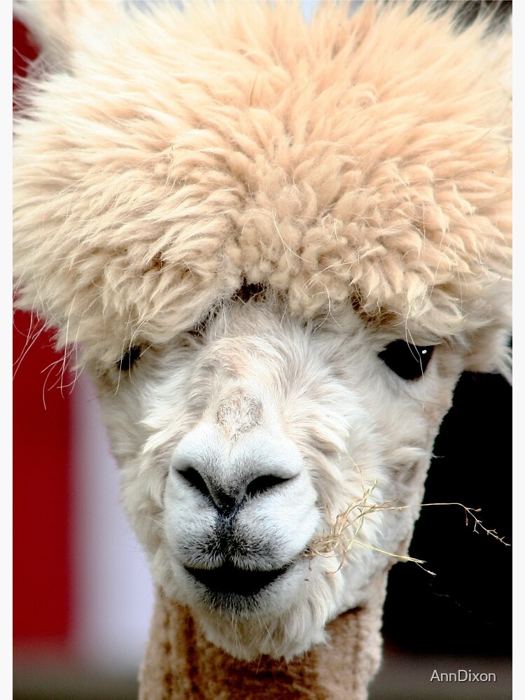 Alpaca