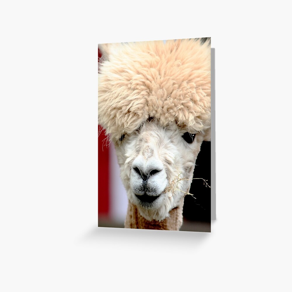 Alpaca Greeting Card