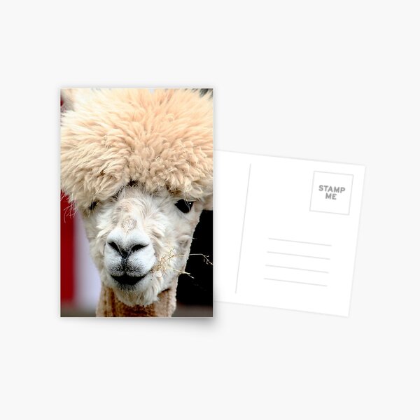 Alpaca Postcard