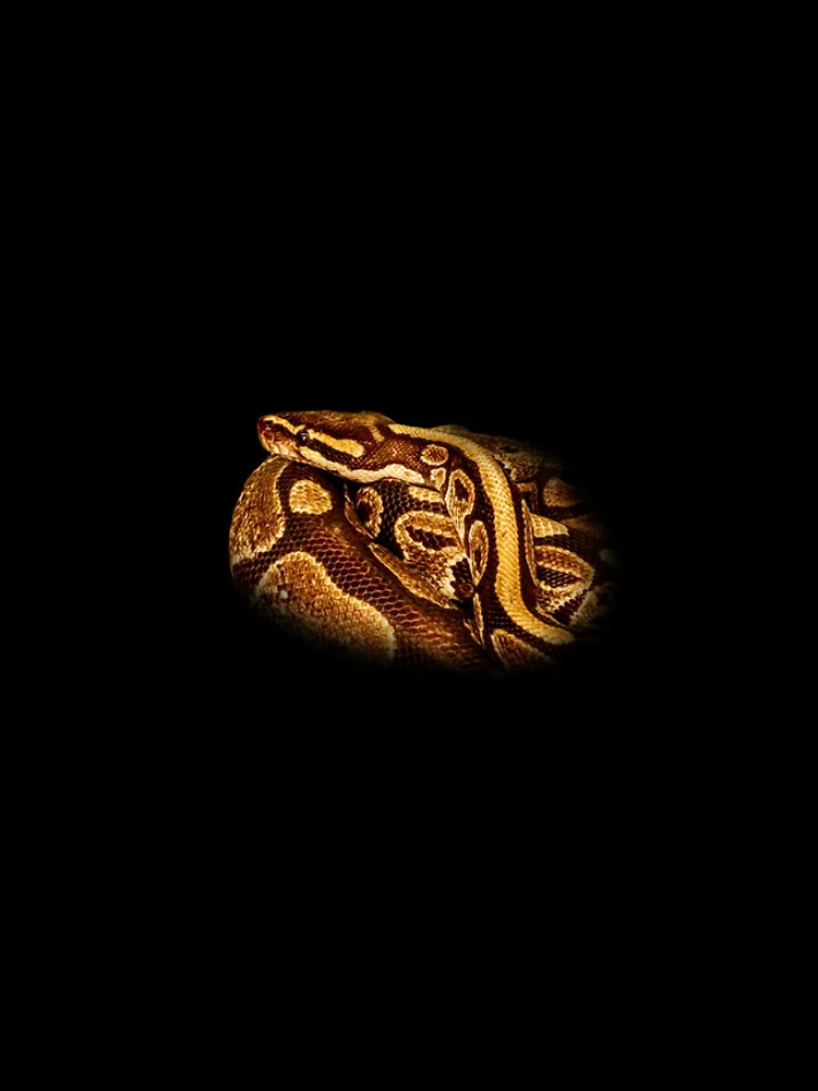 Thumbnail 4 of 4, iPhone Case, Python designed and sold by Guardi71.