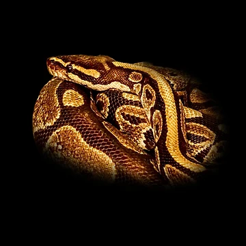 Artwork thumbnail, Python by Guardi71