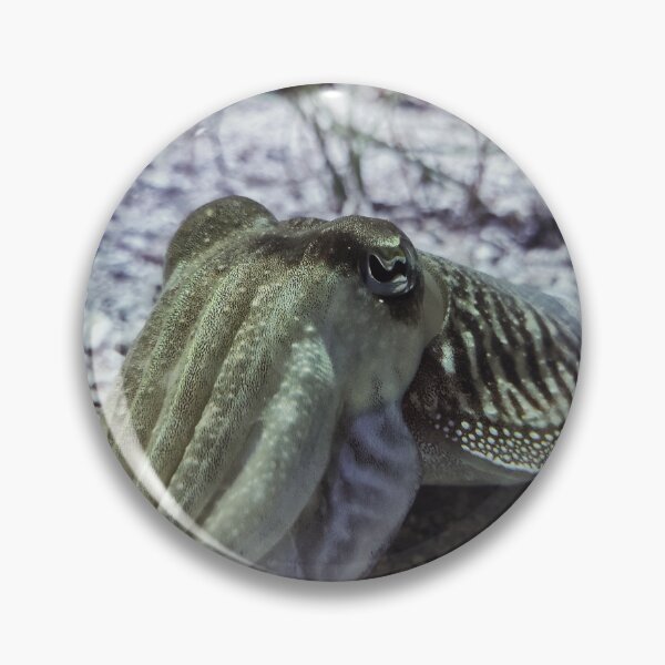 Item preview, Curious Cuttlefish designed and sold by Mel Moreno.