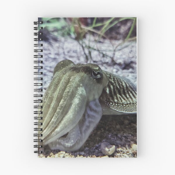 Item preview, Curious Cuttlefish designed and sold by Mel Moreno.