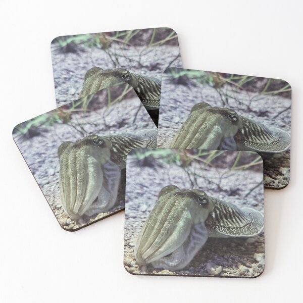 Item preview, Curious Cuttlefish designed and sold by Mel Moreno.