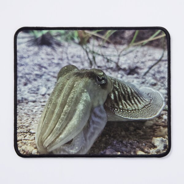 Item preview, Curious Cuttlefish designed and sold by Mel Moreno.