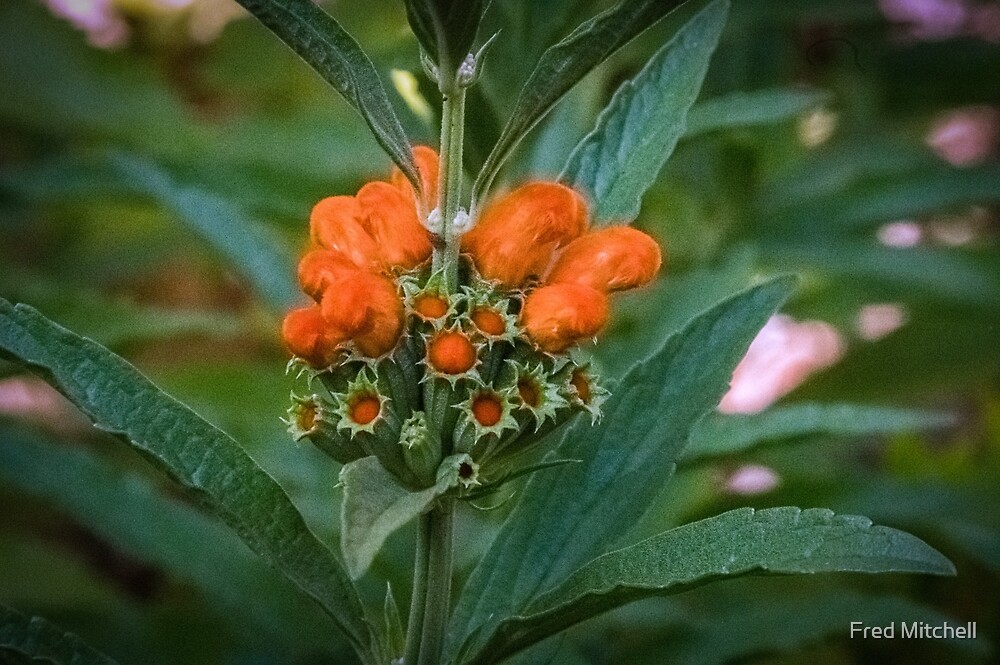 "Budding Orange Lion's Tail Leonotis nepetifolia flowers Leith Park