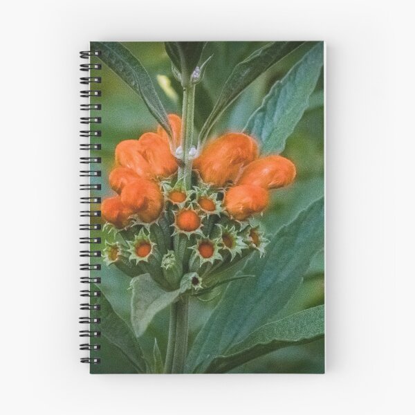Item preview, Budding Orange Lion's Tail Leonotis nepetifolia flowers  Leith Park Victoria 20180116 2117  designed and sold by Fred Mitchell.