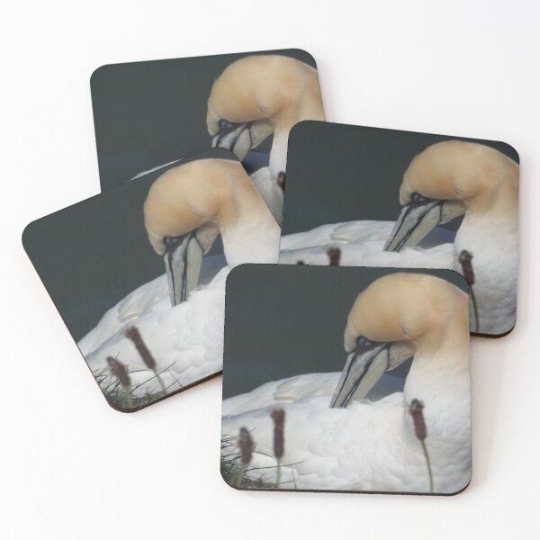 Item preview, Picture of a Gannet designed and sold by claresphotos.