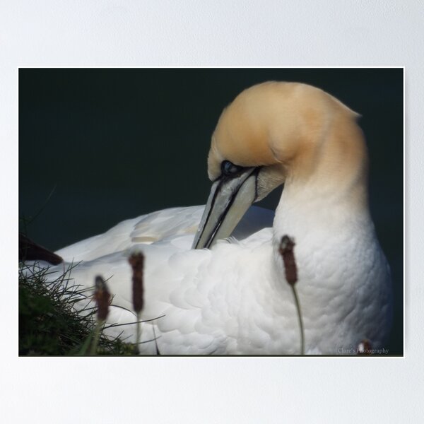 Item preview, Picture of a Gannet designed and sold by claresphotos.