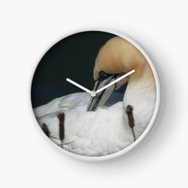 Item preview, Picture of a Gannet designed and sold by claresphotos.