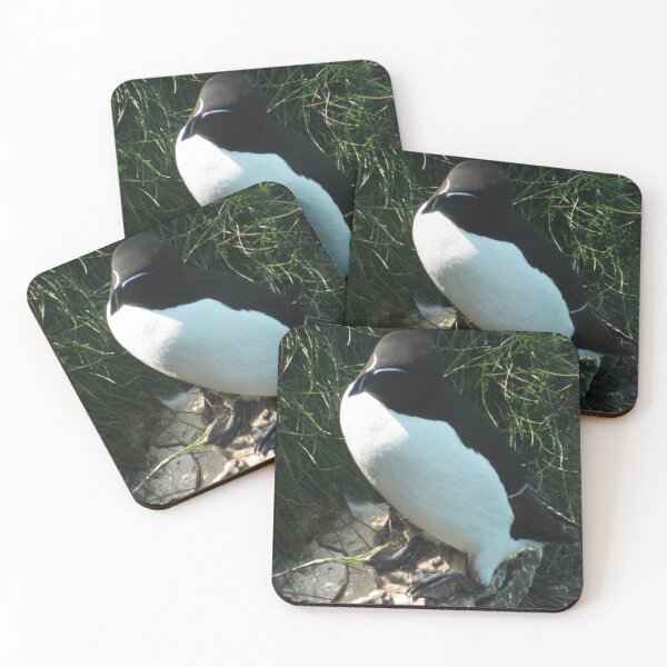 Item preview, Picture of a Razorbill designed and sold by claresphotos.