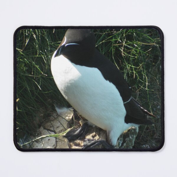 Item preview, Picture of a Razorbill designed and sold by claresphotos.