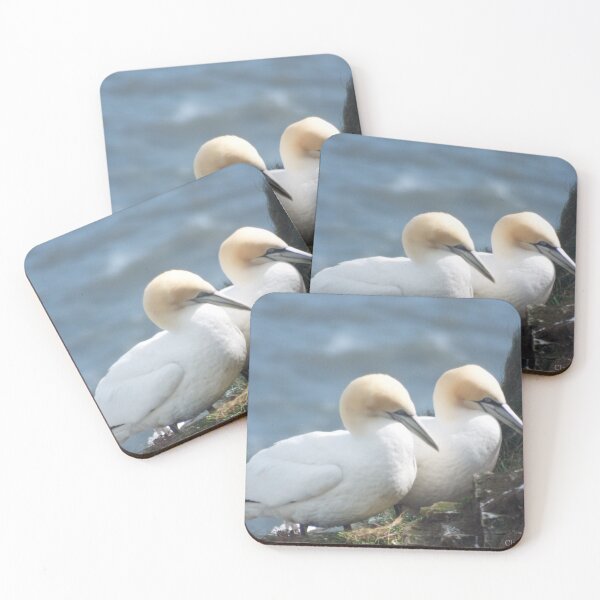 Item preview, Picture of 2 Gannets designed and sold by claresphotos.