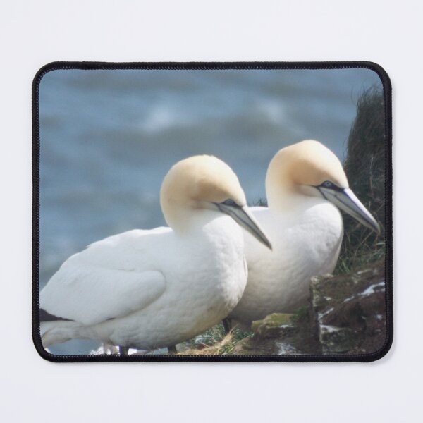 Item preview, Picture of 2 Gannets designed and sold by claresphotos.