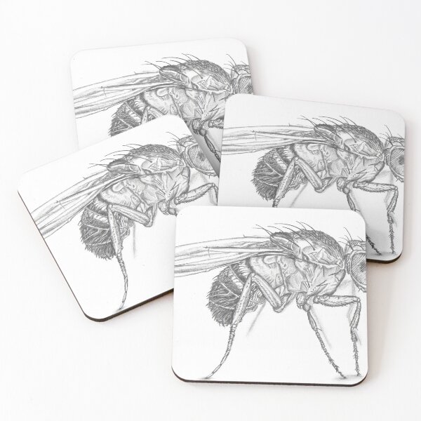 Item preview, Sketch of a fruit fly designed and sold by DaniEdmunds.