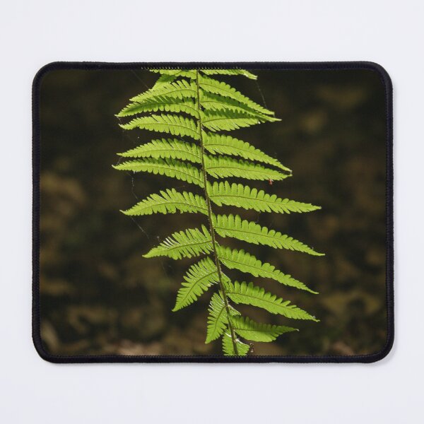 Item preview, Digital Photography luminous sunlit fern designed and sold by SimonJohnson1.