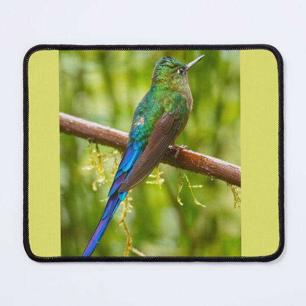 Item preview, VIOLET-TAILED SYLPH designed and sold by adumont1.