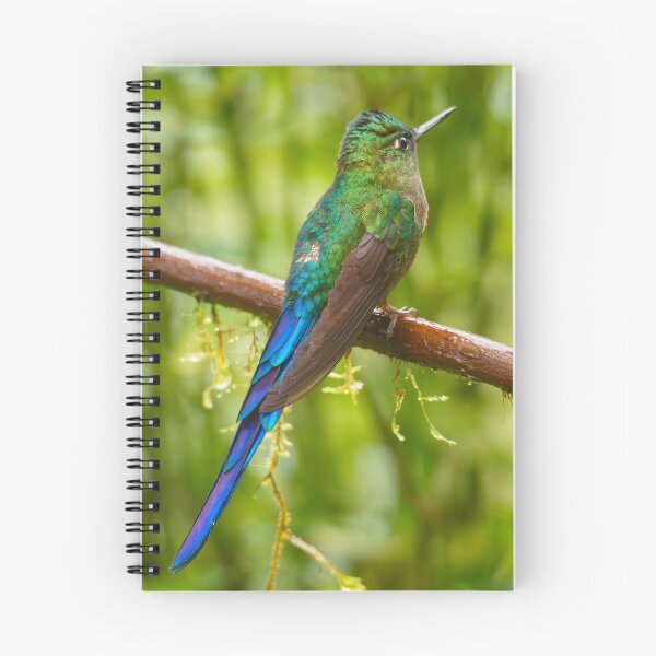 Item preview, VIOLET-TAILED SYLPH designed and sold by adumont1.