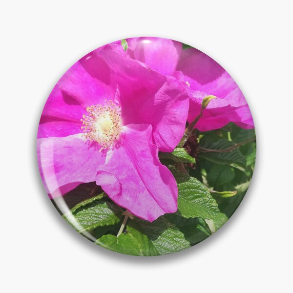 Item preview, Pink wild roses photograph  designed and sold by esvb.