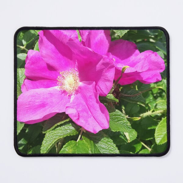 Item preview, Pink wild roses photograph  designed and sold by esvb.