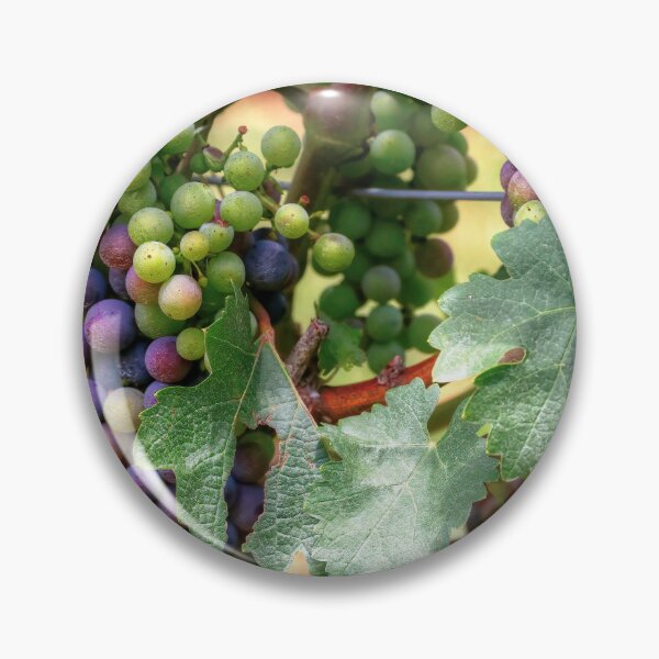 Artikelvorschau, Cabernet Sauvignon-Trauben entworfen und verkauft von CarolRMontoya.