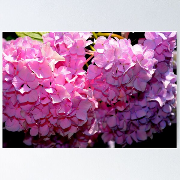 Item preview, Pretty in Pink Hydrangeas, spring florals designed and sold by hollycooper.