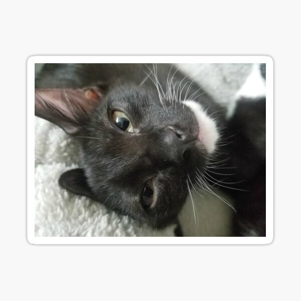 Nixie new whiskers Sticker