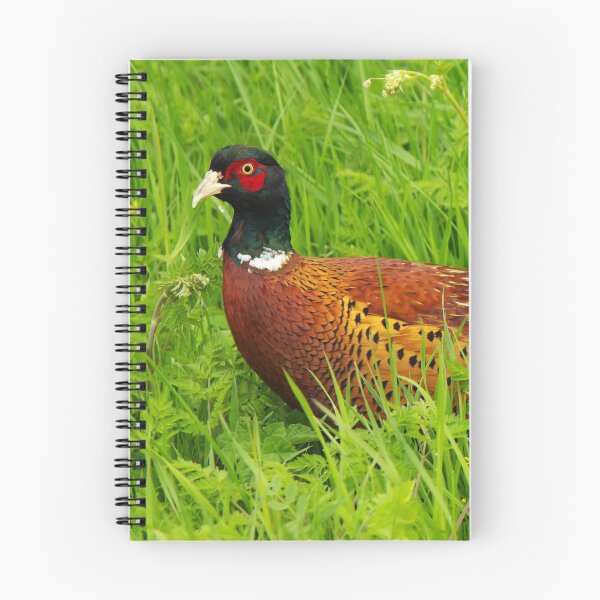 Item preview, Male, Ring-Necked Pheasant designed and sold by Fay Freshwater.