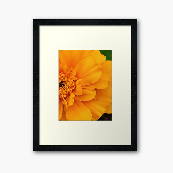 Item preview, Orange Flower Macro 1 designed and sold by Charles Oliver Photography.