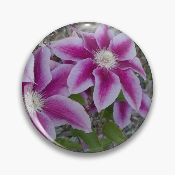Item preview, Clematis Flowers designed and sold by DanelleDeeArt.