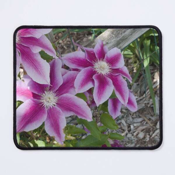 Item preview, Clematis Flowers designed and sold by DanelleDeeArt.