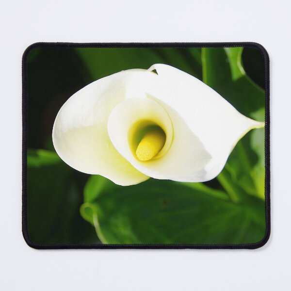 Item preview, Special Lilly designed and sold by Penny Kittel.