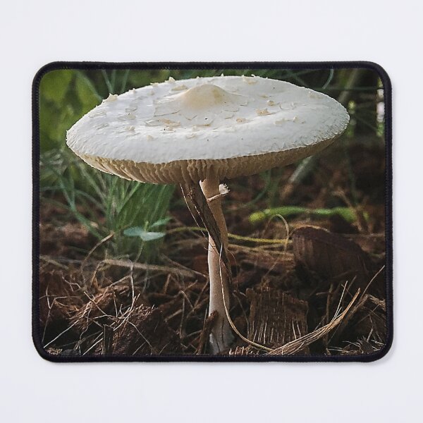 Item preview, Little 'Toadie designed and sold by Penny Kittel.