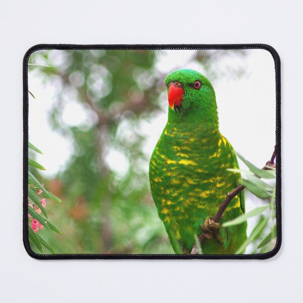 Item preview, Scaly Breasted Lorikeet designed and sold by Penny Kittel.