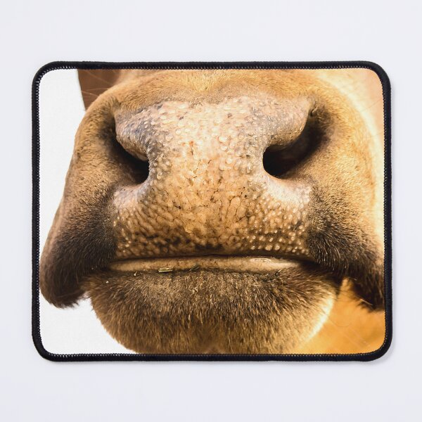 Item preview, Nosey Moo designed and sold by Penny Kittel.