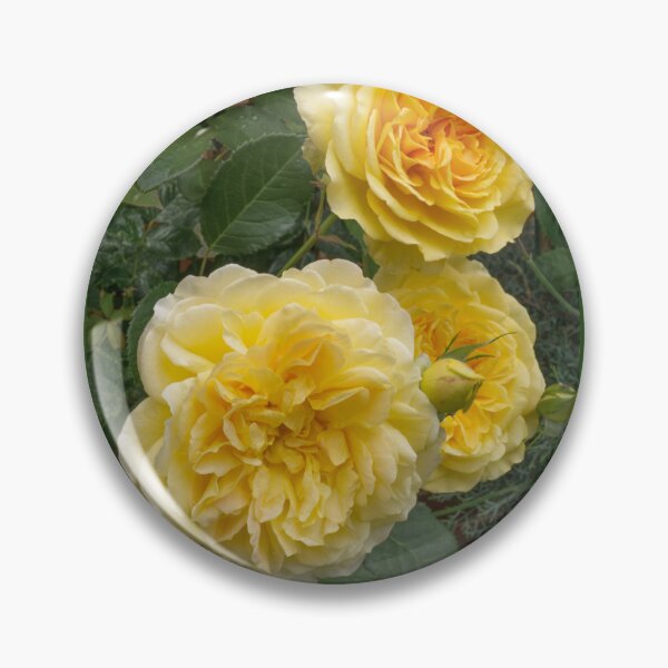 Item preview, Yellow Roses designed and sold by Alisonchambers2.