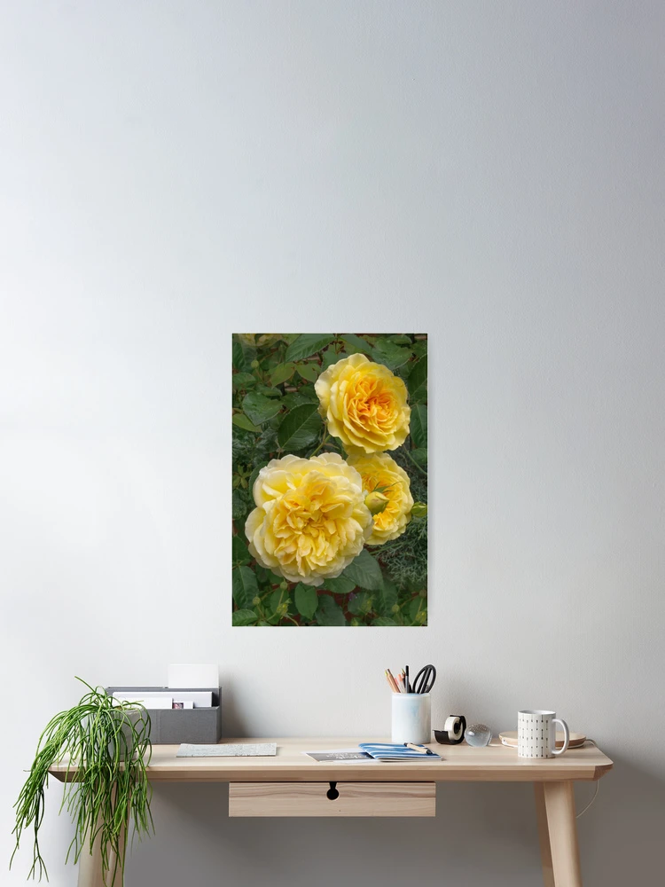 Thumbnail 2 of 3, Poster, Yellow Roses designed and sold by Alisonchambers2.