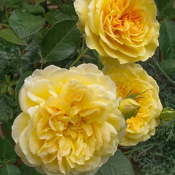 Artwork thumbnail, Yellow Roses by Alisonchambers2