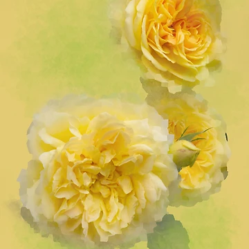 Artwork thumbnail, Watercolour Roses by Alisonchambers2