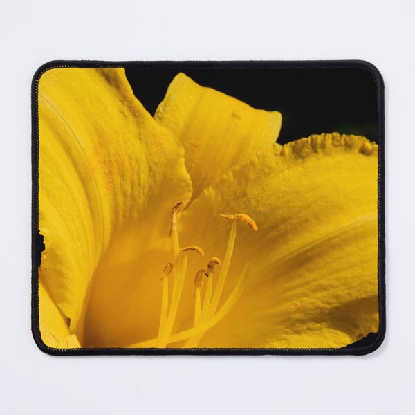 Item preview, Yellow day lily flower blooming on black designed and sold by KRFNatureGifts.