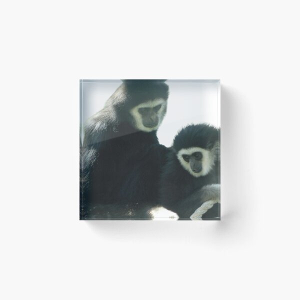 Item preview, White Handed Gibbons designed and sold by Photomainia.