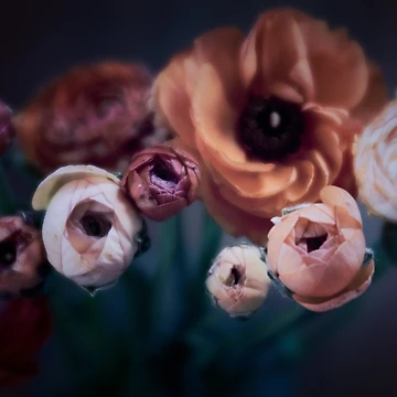 Artwork thumbnail, Moody Ranunculus by gingerfancy