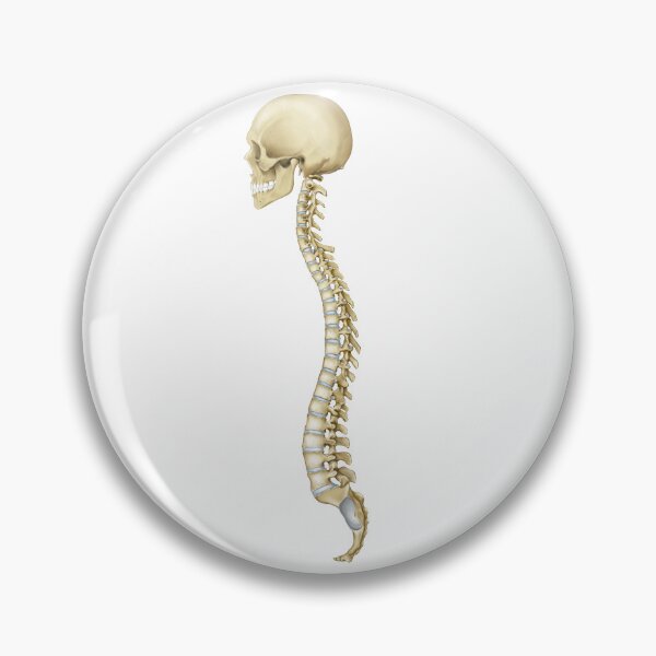 Item preview, Spine designed and sold by CCmedicalarts.