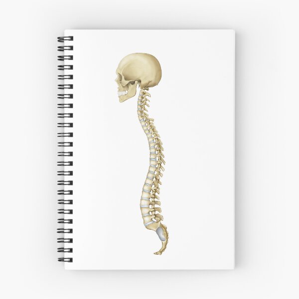 Item preview, Spine designed and sold by CCmedicalarts.