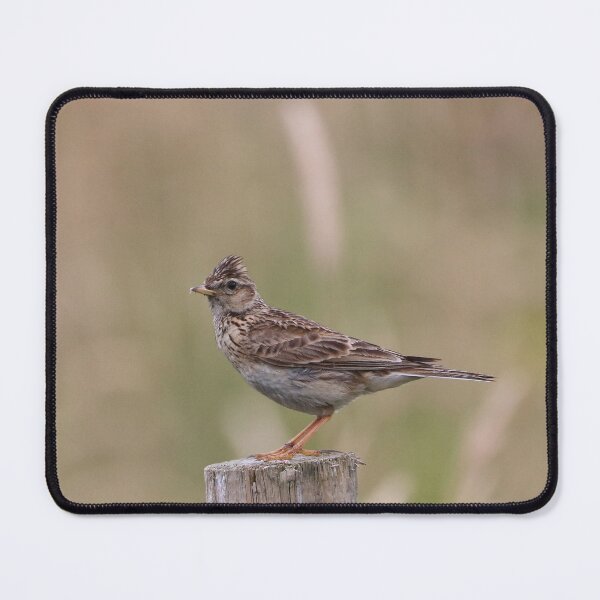 Item preview, Skylark designed and sold by Dorothy Thomson.