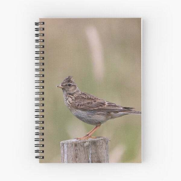 Item preview, Skylark designed and sold by Dorothy Thomson.